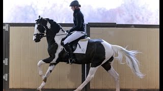 Pallido Blu CF 2013 70day Stallion Test  Rideability and Gaits Phase [upl. by Matlick]