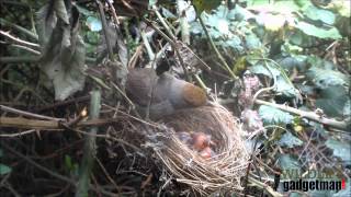 Blackcap Nest 1 240515 [upl. by Annekahs]