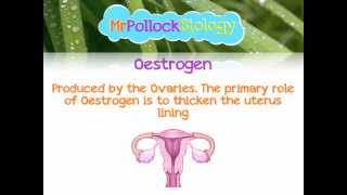 MrPollockBiology QampA 3 The Menstrual  Oestrus Cycle [upl. by Fredra]