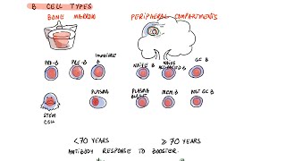 Impaired Immune Response after Booster in 70 Years Cambridge Preprint Study [upl. by Kacy]