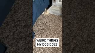 Weird things my dog does 🐶 Dogs hiding under the bed dogs Funny Dog Videos Cute [upl. by Kermy]