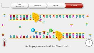 Animated PCR Real Time qPCR procedure [upl. by Ozner]