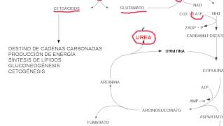 aminoacidos metabolismo [upl. by Seuguh]