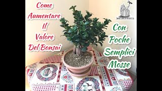 Ficus Ginseng Bonsai IL RINVASO [upl. by O'Neil]