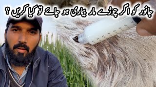 Black Quarter  چوڑے مار بیماری  Blackleg disease in cattle [upl. by Hirai]