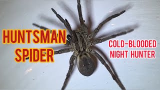 Huntsman Spider Coldblooded night hunter [upl. by Merp]