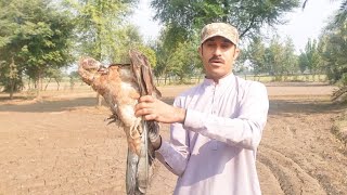 Releasing big buzzard  Rescued bird  Raptors Today [upl. by Banerjee105]