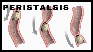 Peristalsis is the involuntary movement of muscles that pushes food and liquids through the GI tract [upl. by Harald]