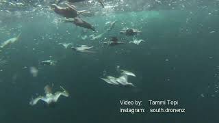 Underwater Tītī  Muttonbirds [upl. by Oflunra]