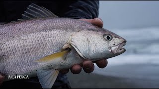 A LA PESCA quotLOS MUERMOS RESERVA MARI MARIquot  CAP 11TEMPORADA 1  CANAL 13C con felipeyueng [upl. by Ahtamat500]