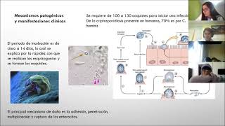 Cryptosporidium [upl. by Aileahcim]