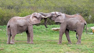 Elefanten trompeten im Thüringer Zoopark Elephants trumpet in the zoo [upl. by Eijneb298]