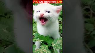 Cat Meowing🌹🐈🐈🌹Cat Sound Cute Cat Videos shorts cat cats dog puppy catlover catfunnyshorts [upl. by Nylidam]