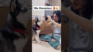 My dogs need new House 😭🚨shorts dog husky trendingsongs [upl. by Sayles234]