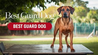 Rhodesian Ridgeback IS the TOP Guard Dog for PROTECTION [upl. by Marci213]