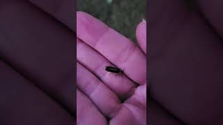 Backyard bug hunt  fireflies amp bioluminescence [upl. by Klara701]