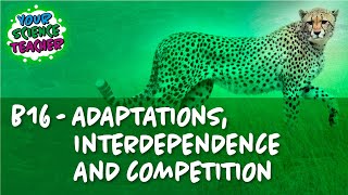 AQA GCSE 91 B16  Competition and Adaptation [upl. by Osyth]