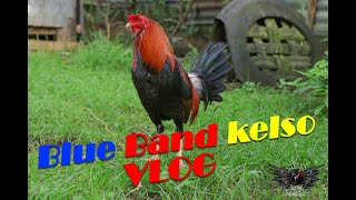 Blueband Kelso VLOG Kelso line [upl. by Jelle]