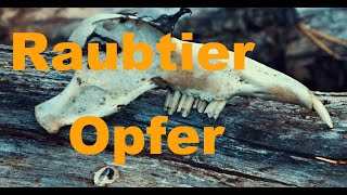 Raubtier Opfer [upl. by Nilra]