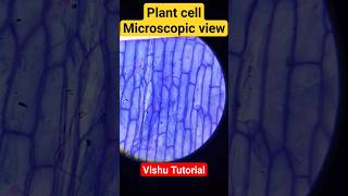 Plant cell microscope view plants plantcell microscope microscopicworld viralvideo views view [upl. by Lurline812]