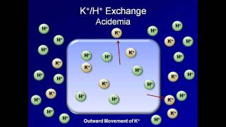 Normal AcidBase Regulation ABG Interpretation  Lesson 2 [upl. by Princess]