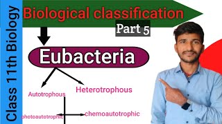 Eubacteria  Kingdom Monera class 11th Biology Biological classification  Part 5 Bioboard [upl. by Inalawi986]