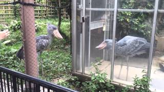 Shoebill Storks Fighting [upl. by Tolecnal]