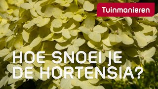 Hortensia snoeien op drie manieren  Tuinmanieren [upl. by Cyb]