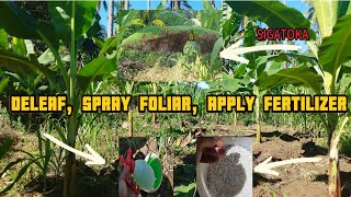 How To Deleaf Banana  Spray Foliar Fertilizer  Apply Fertilizer  Banana Lakatan Variety [upl. by Nara643]