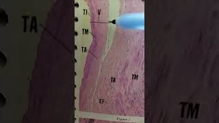 Bile Pathway Gall Bladder amp Pancreas  Anatomy [upl. by Aguayo]