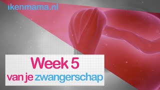 5 weken zwanger Bekijk symptomen informatie over de echo en je kindje  ikenmamanl [upl. by Ateekal]