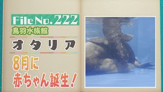 鳥羽水族館の「オタリア」アシカと違う特徴は？【どうぶつZOO鑑】2024年10月4日放送 [upl. by O'Mahony]