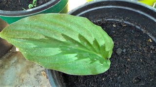 How to Grow Kaempferia Rotunda and Alocasia Black Magic Plant From Bulbs [upl. by Filahk]