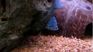 The Blue Phantom Pleco  L128 [upl. by Ashla199]