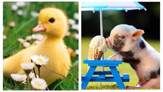 😍Las Mascotas Bebes mas Tiernas y Bonitas 3😍  Cute Baby Pets [upl. by Maurine]