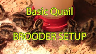 New hatch amp brooder set up for coturnix quail [upl. by Hayarahs]