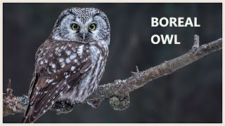 Boreal owl call and sound  Aegolius funereus [upl. by Webber389]