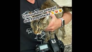 Schmusekatze während dem Fotografieren 🐈😻😺 Katzenfotos und Katzenvideos im Internet in Social Med [upl. by Akino]