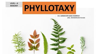 Phyllotaxy I Arrangement of leaves on a stem [upl. by Fransen200]