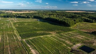 Choinkipl Jodły Kaukaskie Weihnachtsbaumplantage [upl. by Igal473]