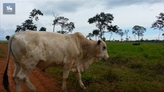 MT registra caso suspeito de quotdoença da vaca loucaquot [upl. by Tteragram962]