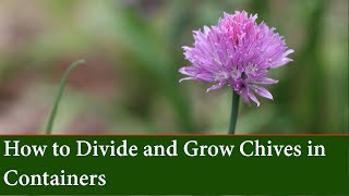 How to Propagate Chives by division and Grow Chives in Containers [upl. by Lehsreh]