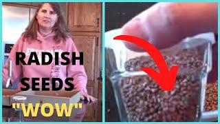 How to Remove Radish Seeds from Collected Dried Radish Pods [upl. by Phelia]