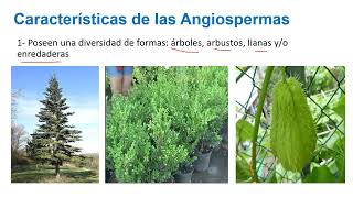 Plantas angiospermas Características y clasificación 👨🏻‍🌾🌱  Ing Darwin Ochoa [upl. by Jollanta517]