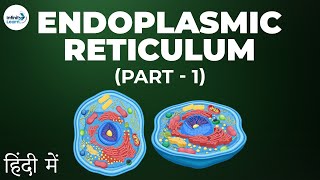 Cells  Lesson 08  Endoplasmic Reticulum  Part 1 in Hindi हिंदी में   Infinity Learn [upl. by Cicely]