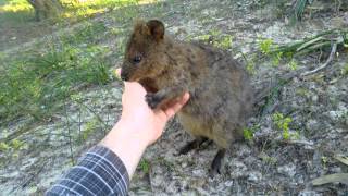 Quokka Rottnest Island WA [upl. by Ridan]