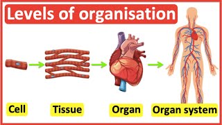 Cells Tissues Organs Organ systems  Level of organisation in organisms  Easy science video [upl. by Prince]