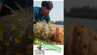 fishing fishtrap fish indiantrapfishing food seafood amazing trendingshortsviralshort [upl. by Nnylrebma]