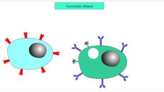 5V 3e afweerlinie  humorale afweer [upl. by Ettenoitna]