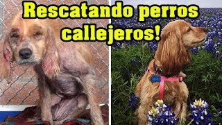 Perros callejeros Rescatados TIENES QUE VERLO [upl. by Ayahs]